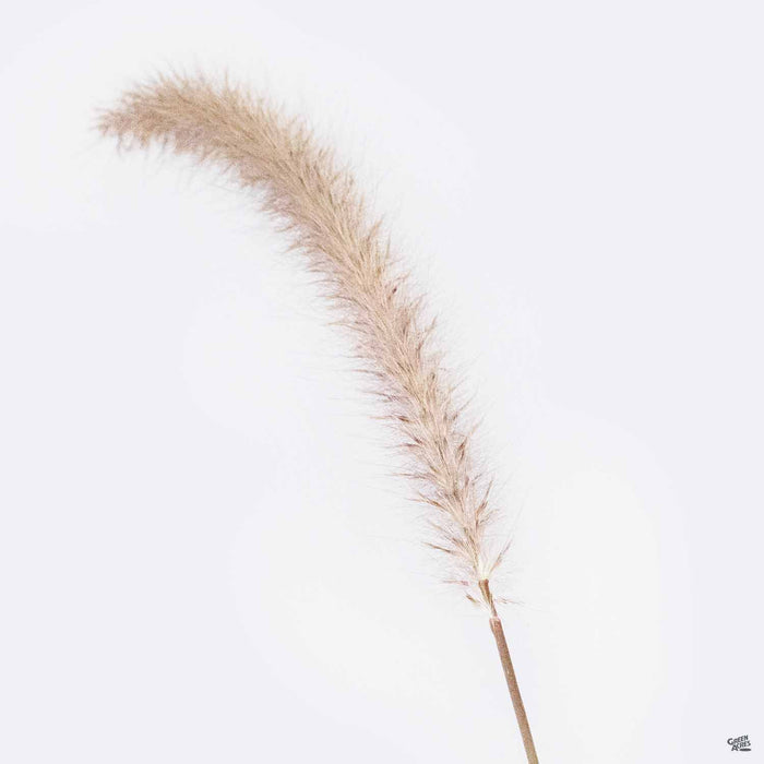 Pennisetum setaceum 'Eaton Canyon'