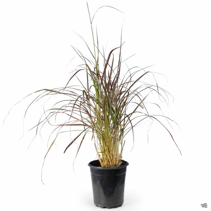 Pennisetum setaceum 'Eaton Canyon' 1 gallon