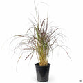 Pennisetum setaceum 'Eaton Canyon' 1 gallon