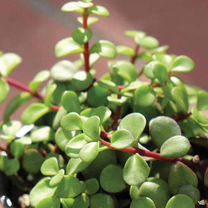 Elephant Bush