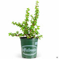 Elephant Bush 4 inch
