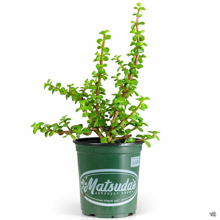 Elephant Bush 4 inch