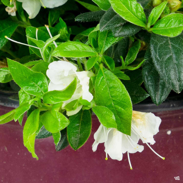 Azalea Encore Series 'Autumn Ivory'