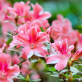 Azalea Encore Series Autumn Starburst