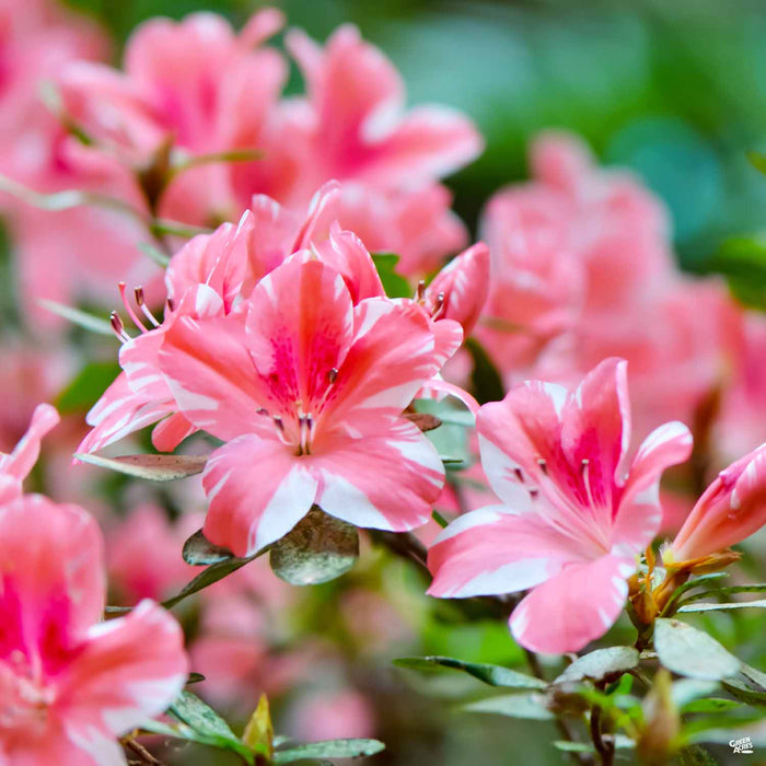 Azalea Encore Series Autumn Starburst