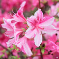 Azalea Encore Series Autumn Twist