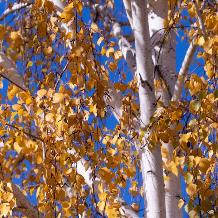 European White Birch