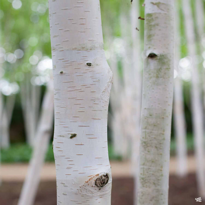 European White Birch