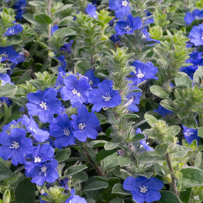 Evolvulus 'Beach Bum Blue'
