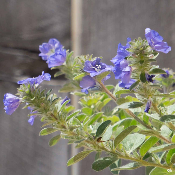 Evolvulus 'Beach Bum Blue'