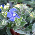 Evolvulus 'Beach Bum Blue'