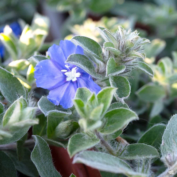 Evolvulus 'Beach Bum Blue'