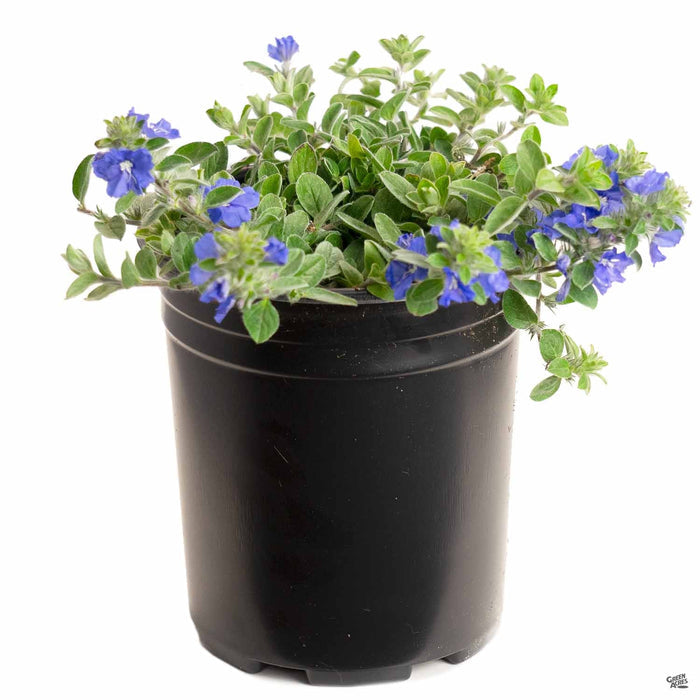 Evolvulus 'Beach Bum Blue' 1 gallon