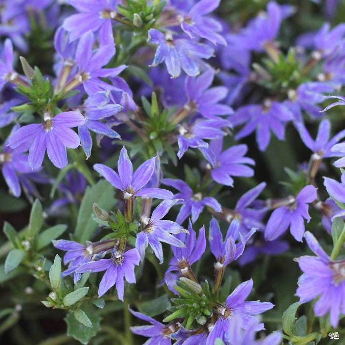 Fan Flower 'Violet'