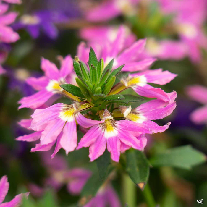 Fan Flower 'Fashion Pink'