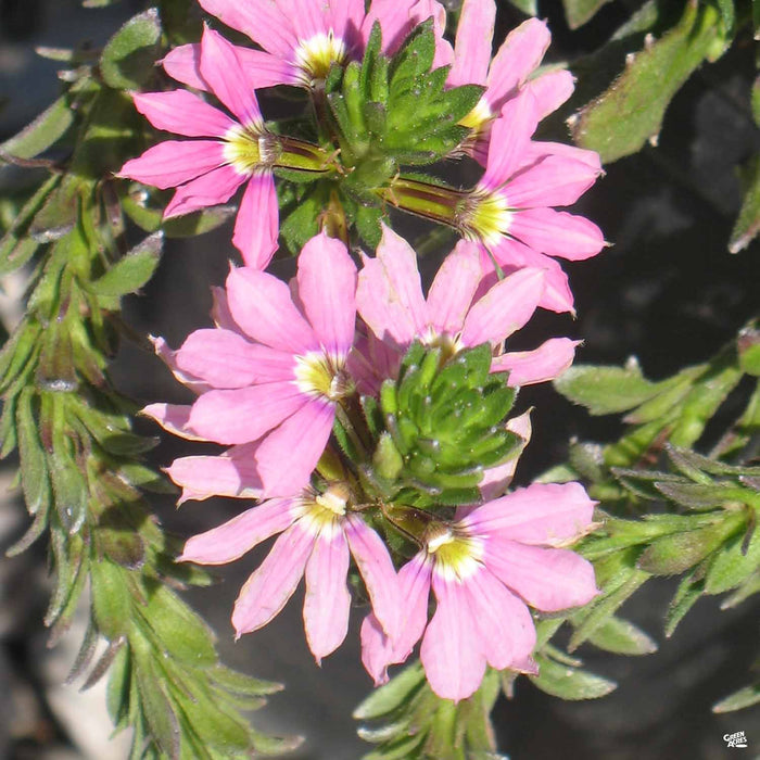 Fan Flower 'Pink Wonder'