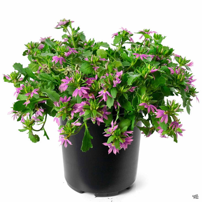 Fan Flower 'Fashion Pink' 1 gallon