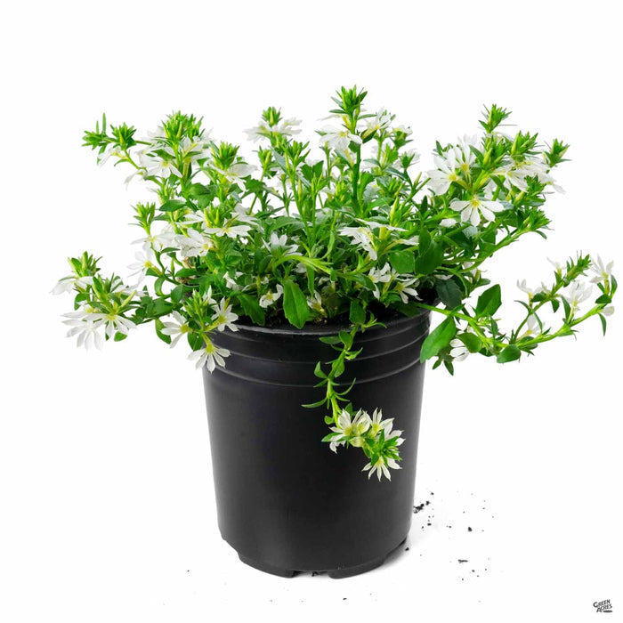 Fan Flower 'White' 1 gallon