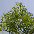 Fern Pine