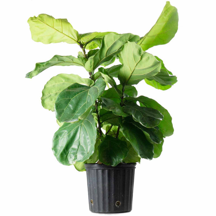 Ficus Lyrata Bush 10 inch