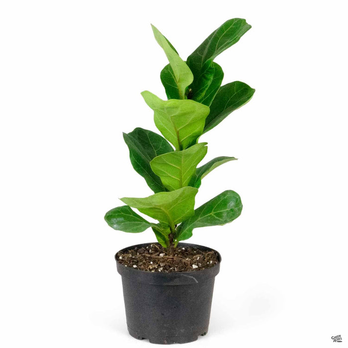 Fiddle Leaf Fig 'Little Sunshine' 6 inch