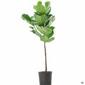 Ficus lyrata 10 inch standard