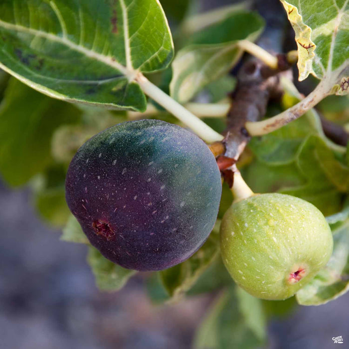 Black Jack Fig Plant