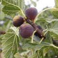 Fig 'Celeste'