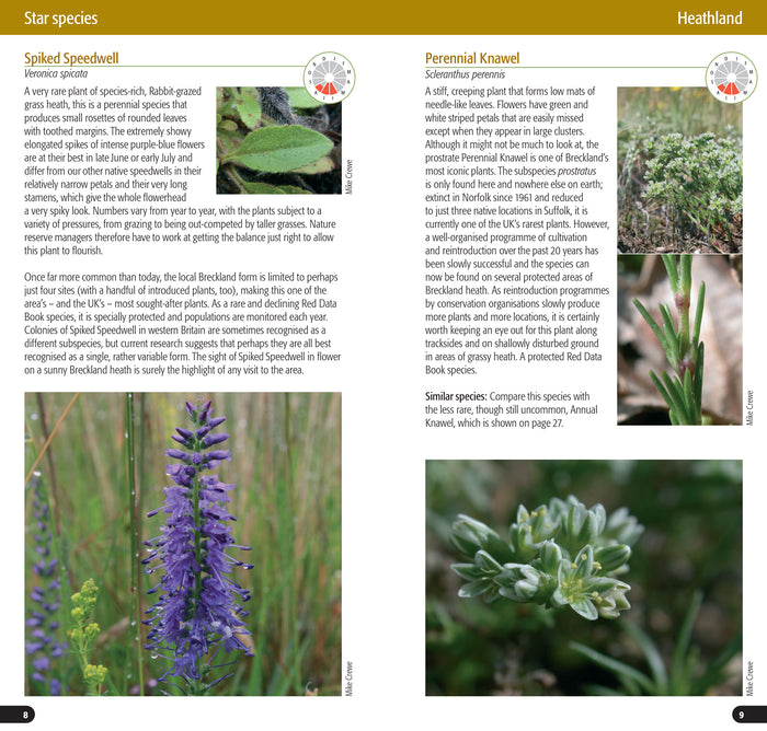 Flowers of the Brecks Part One: Heath & Grassland, by Mike Crewe