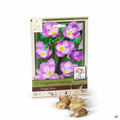 Fragrant Freesias Single Blue 15- pack