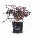 Cerise Charm Fringe Flower 03T