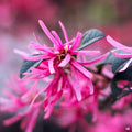 Fringe Flower Cherry Blast