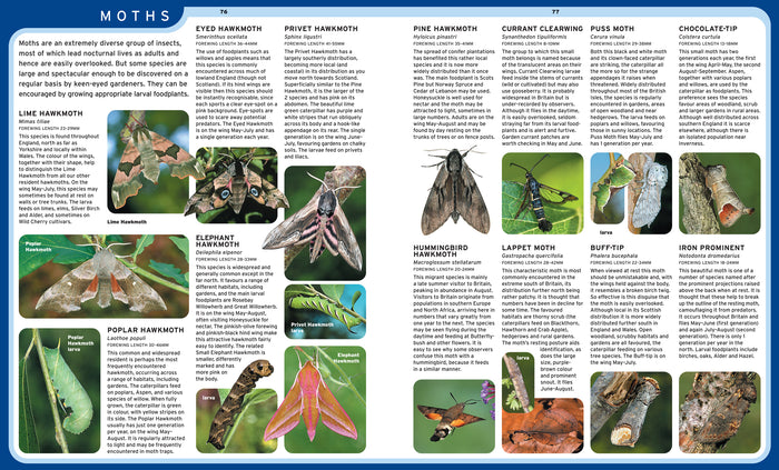 Garden Birds and Wildlife