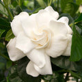 Gardenia 'First Love'