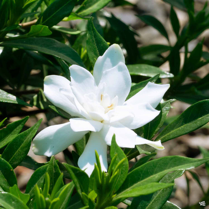 Frostproof Gardenia flower