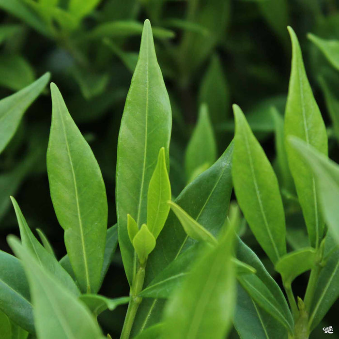 Frostproof Gardenia