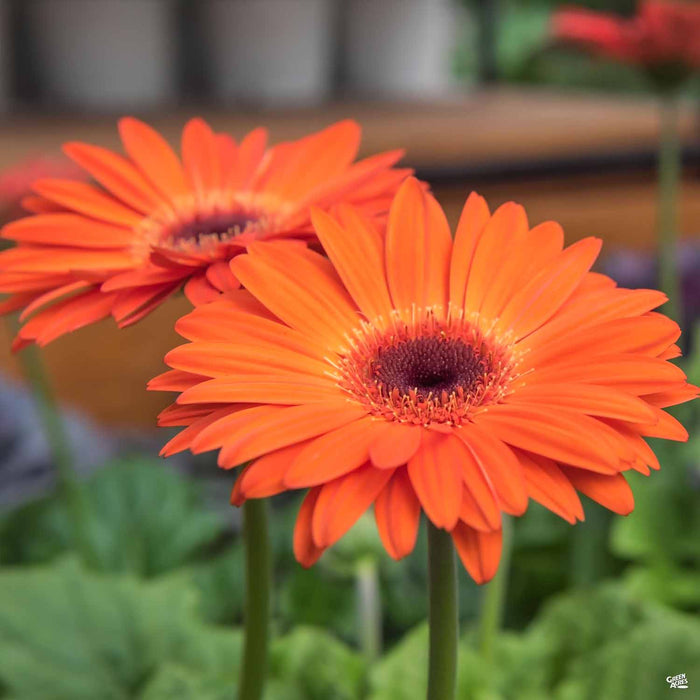 Garvinea Gerbera Sweet Sunset