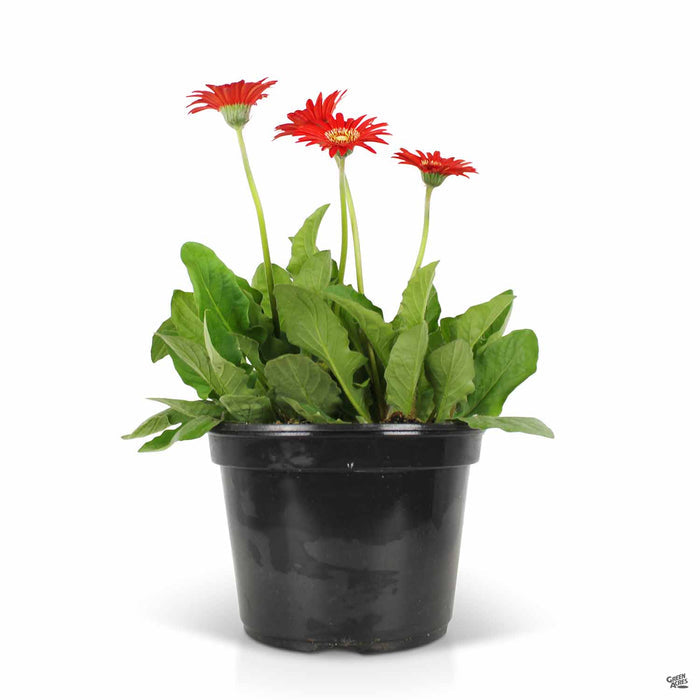 Red Garvinea Gerbera 8 inch