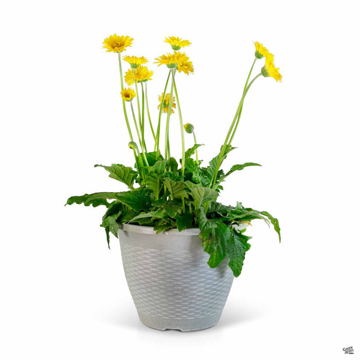 Garvinea Gerbera Smile 12 inch