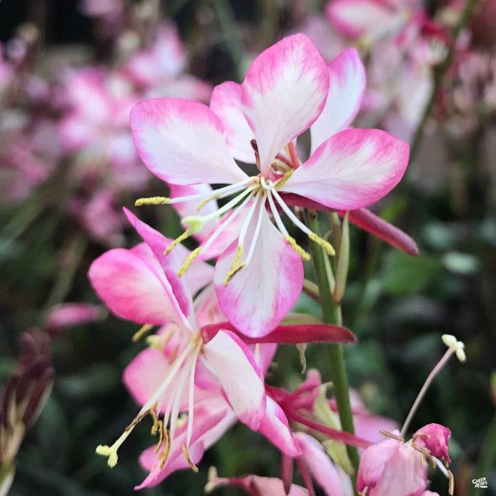 Gaura 'Rosy Jane'