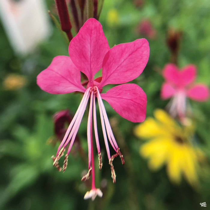 Gaura Detail of Flower