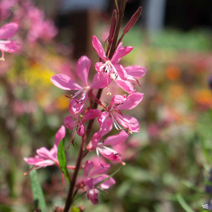 Gaura Ballerina Rose