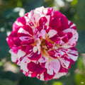 George Burns Rose