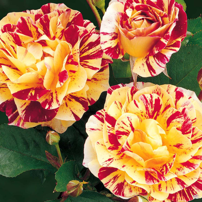 George Burns Rose