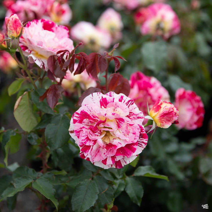 George Burns Rose