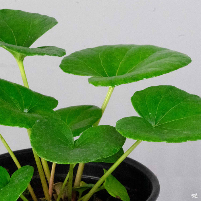 Giant Ligularia