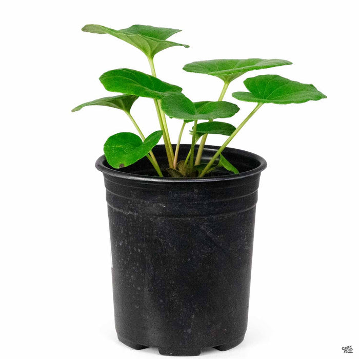 Giant Ligularia 1 gallon