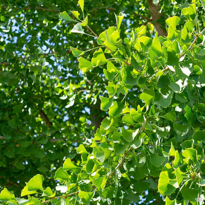 Ginkgo biloba 'Autumn Gold' Spring Colors