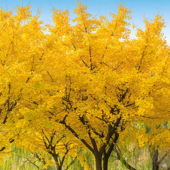 Ginkgo biloba 'Autumn Gold'