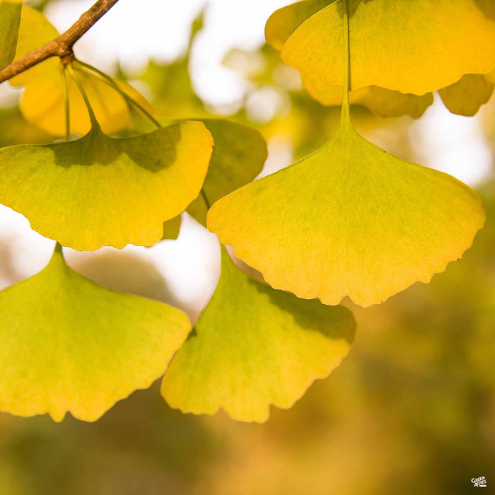 Ginkgo biloba 'Autumn Gold'
